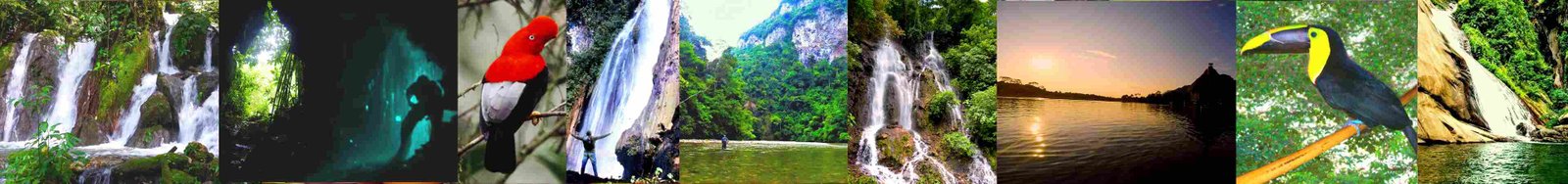 Paisajes de Tingo María y aves, tucán y gallito de la roca