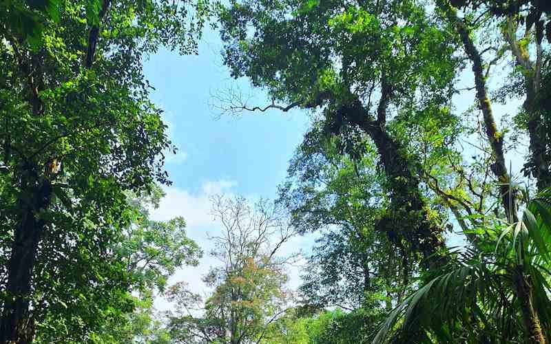 Jardin otanico UNAS Tingo María Jardin otanico UNAS Tingo María